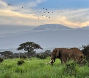 bull elephant walking Africa with Mount Kilimanjaro in the background. Elephant tusks