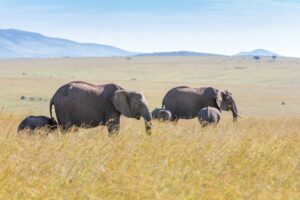 elephant family walking in the savanna