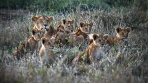 Field in Tanzania nature with lions and cubs during daylight