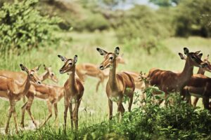Group of antelopes in National Park of Tanzania